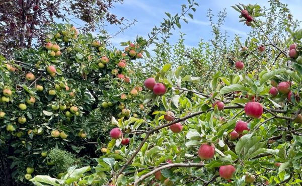 Photo of some apple trees